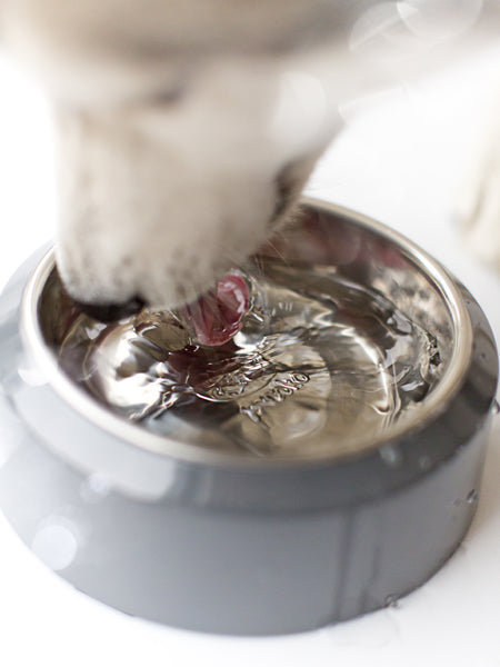 inooko-gamelle-qualite-pour-chien