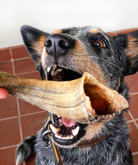     inooko-mastication-Corne-de-mouton-a-macher-chien