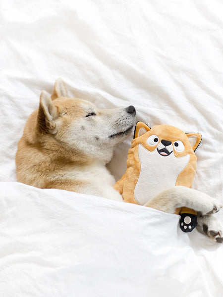 inooko-peluche-eco-friendly-pour-chien