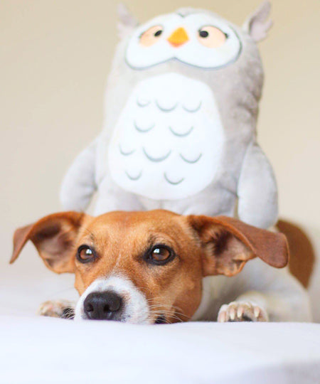 inooko-peluche-eco-friendly-pour-chien