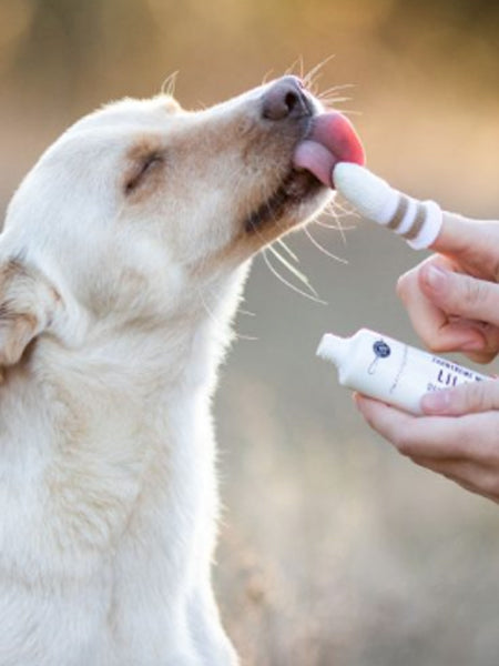 lila-loves-it-Brosse-a-dent-pour-chien-chat
