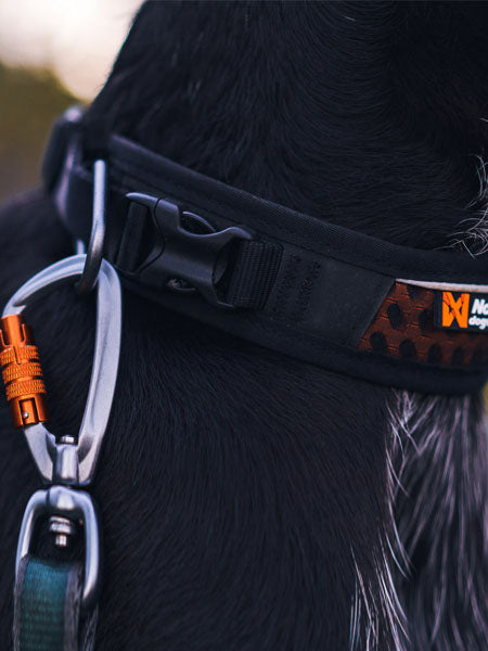    non-stop-dogwear-collier-chien-rock-collar-adjustable