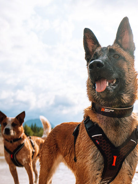    non-stop-dogwear-collier-chien-rock-collar-adjustable