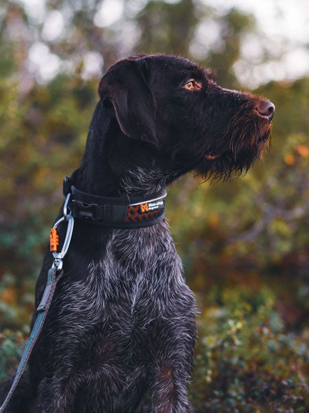    non-stop-dogwear-collier-chien-rock-collar-adjustable