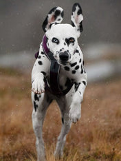        non-stop-dogwear-harnais-chien-line-harness-5.0-violet