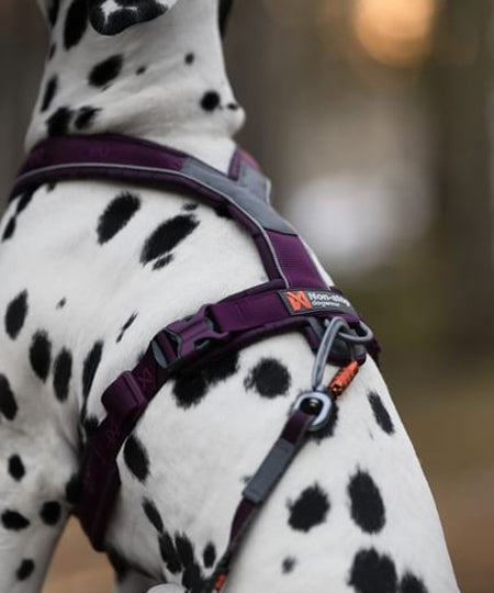        non-stop-dogwear-harnais-chien-line-harness-5.0-violet