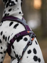        non-stop-dogwear-harnais-chien-line-harness-5.0-violet
