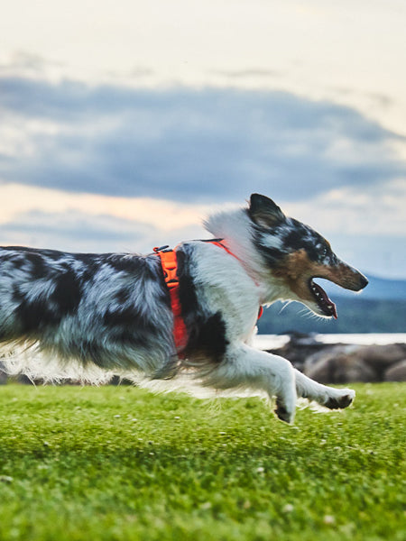        non-stop-dogwear-harnais-chien-line-harness-5.0-orange