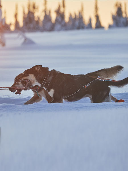     non-stop-dogwear-nansen-nome-harness-5.0
