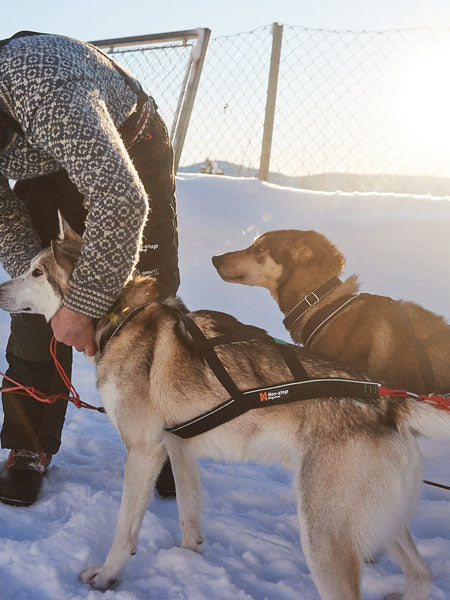     non-stop-dogwear-nansen-nome-harness-5.0