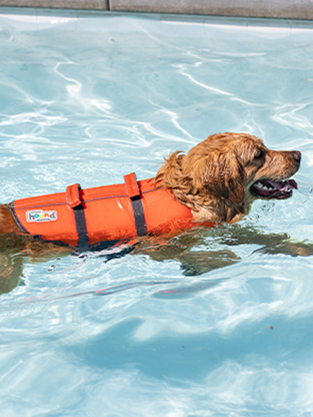 gilet piscine pour chien