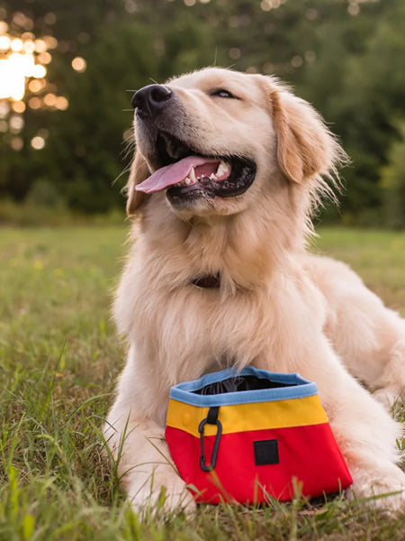 Gamelle Pliable : Pratique et Compacte pour les Aventures Canines