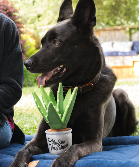     pet-play-peluche-chien-blooming-buddies-aloe-vera
