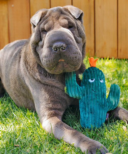       pet-play-peluche-chien-blooming-buddies-cactus