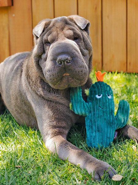       pet-play-peluche-chien-blooming-buddies-cactus