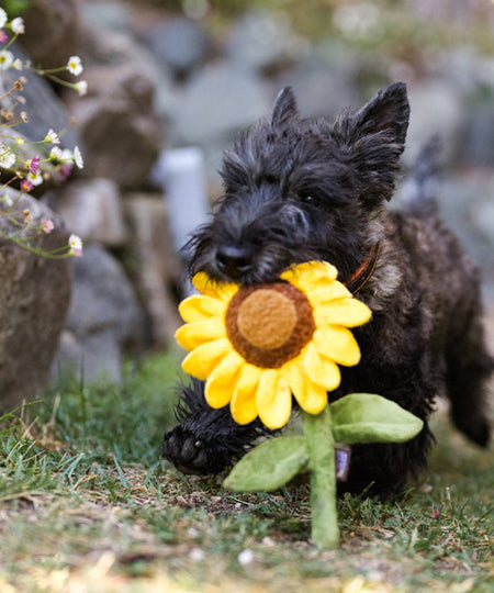     pet-play-peluche-chien-blooming-buddies-tournesol