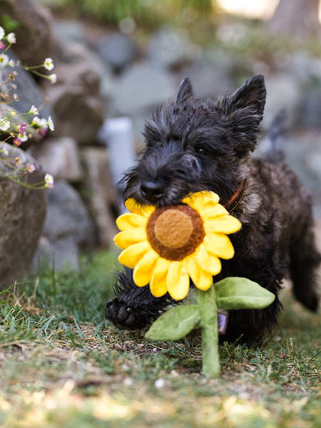     pet-play-peluche-chien-blooming-buddies-tournesol