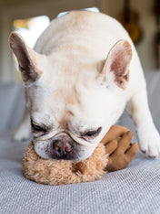     pet-play-peluche-chien-cerf-noel.