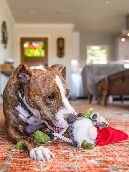     pet-play-peluche-chien-gnome-noel