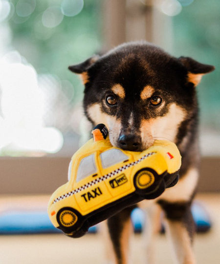 pet-play-peluche-chien-taxi-us