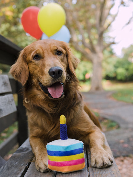 Jouet-en-peluche-pour-chien-Gateau-anniversaire