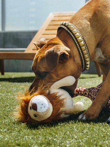 Jouet-en-peluche-pour-chien-Lion