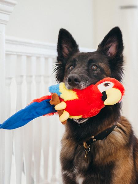 jouet-peluche-pour-chien-Perroquet