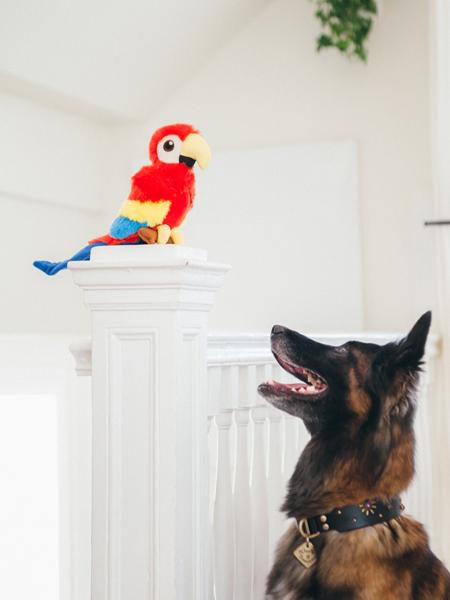jouet-peluche-pour-chien-Perroquet