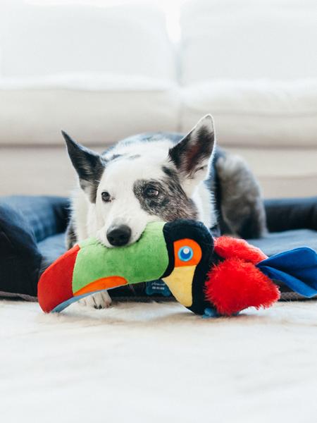 peluche-interactive-pour-chien-toucan
