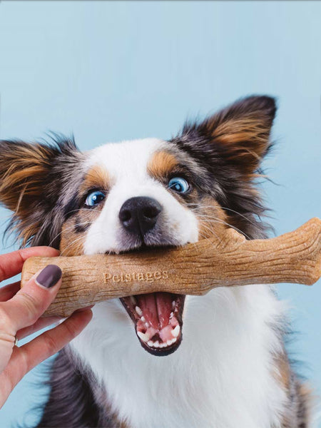  bois-a-macher-pour-chien-chiot-pet-stages