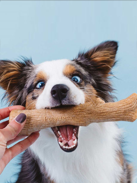 Jouets à mâcher en os solide pour chien, bâton de soins dentaires