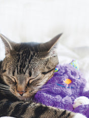 pet-stages-peluche-chat-Purr-Pillow-Kitty-