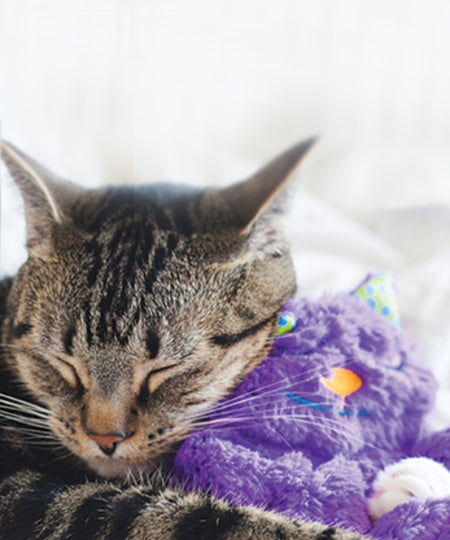 pet-stages-peluche-chat-Purr-Pillow-Kitty-