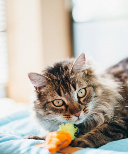 petplay Jouet pour chat à cataire biologique