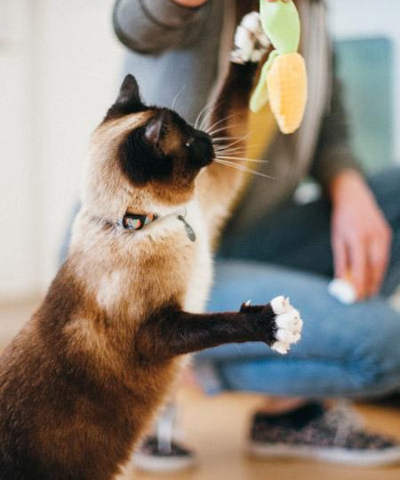 petplay Jouet pour chat à la cataire biologique BBQ