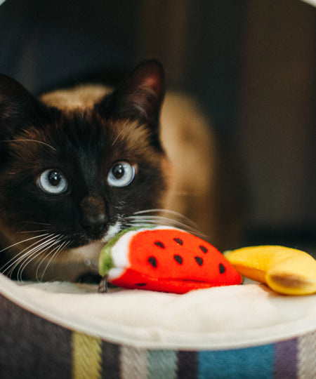 petplay Jouet pour chat à cataire biologique fruits