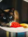 petplay Jouet pour chat à cataire biologique fruits
