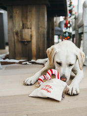 pet-play-jouet-pour-chien-ecologique-sucre-orge-noel