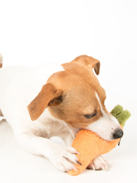 pet-play-jouet-pour-chien-carotte