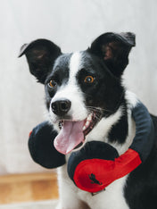 pet-play-jouet-pour-chien-casque-musique
