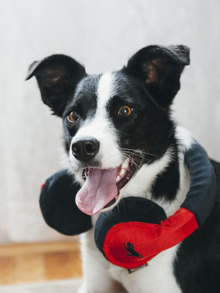 pet-play-jouet-pour-chien-casque-musique