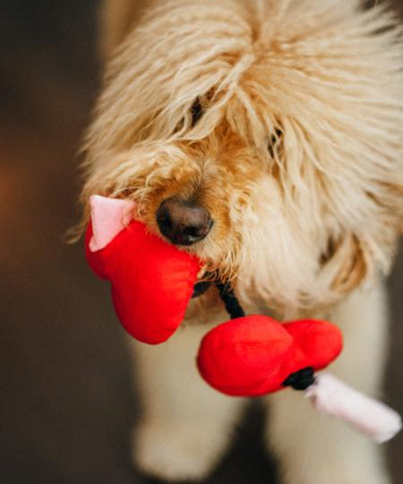 pet-play-jouet-pour-chien-saint-valentin