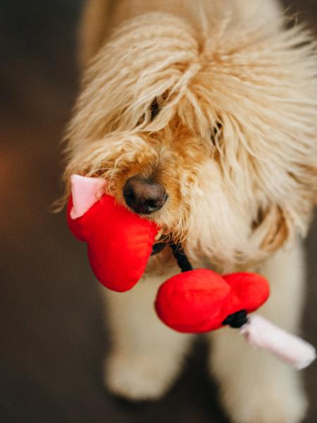 pet-play-jouet-pour-chien-saint-valentin