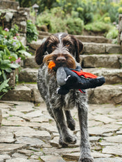 pet-play-jouet-pour-chien-dragon