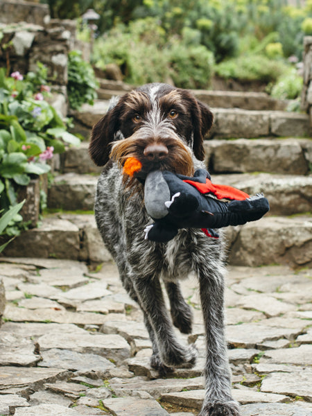 pet-play-jouet-pour-chien-dragon