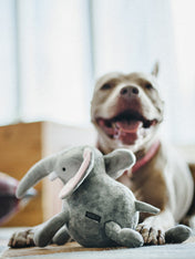 petplay-peluche-ecofriendly-pour-chien-elephant