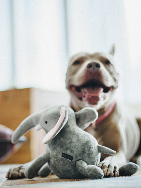 petplay-peluche-ecofriendly-pour-chien-elephant