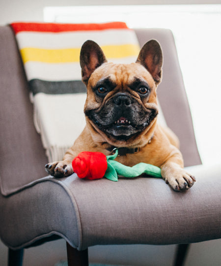 pet-play-jouet-pour-chien-saint-valentin