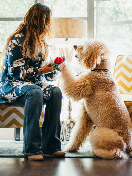 pet-play-peluche-pour-chien-saint-valentin