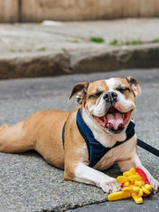 Peluche pour chien frites pet play